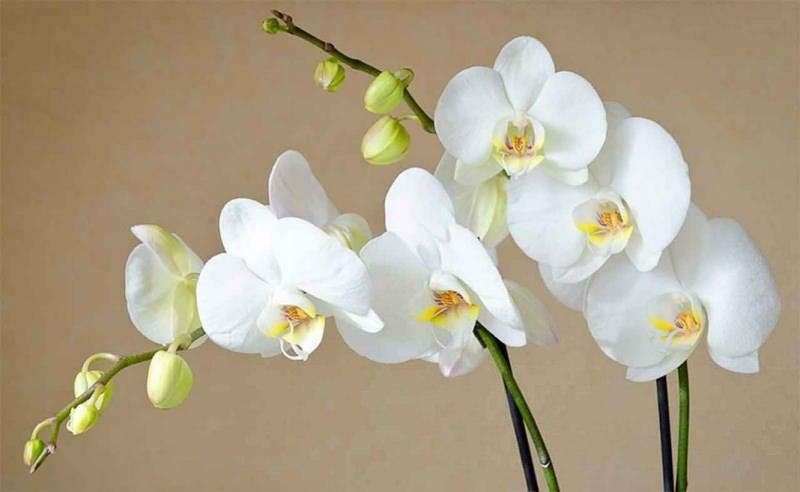 como cuidar de orquídeas