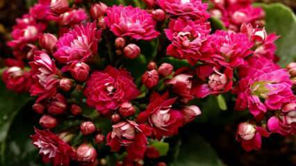 Como cuidar de uma flor de calancho? Como a flor kalano é propagada?