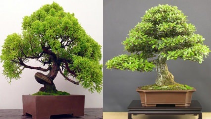 Como crescer uma árvore de bonsai? Como cuidar de uma árvore de bonsai Características da árvore de bonsai 