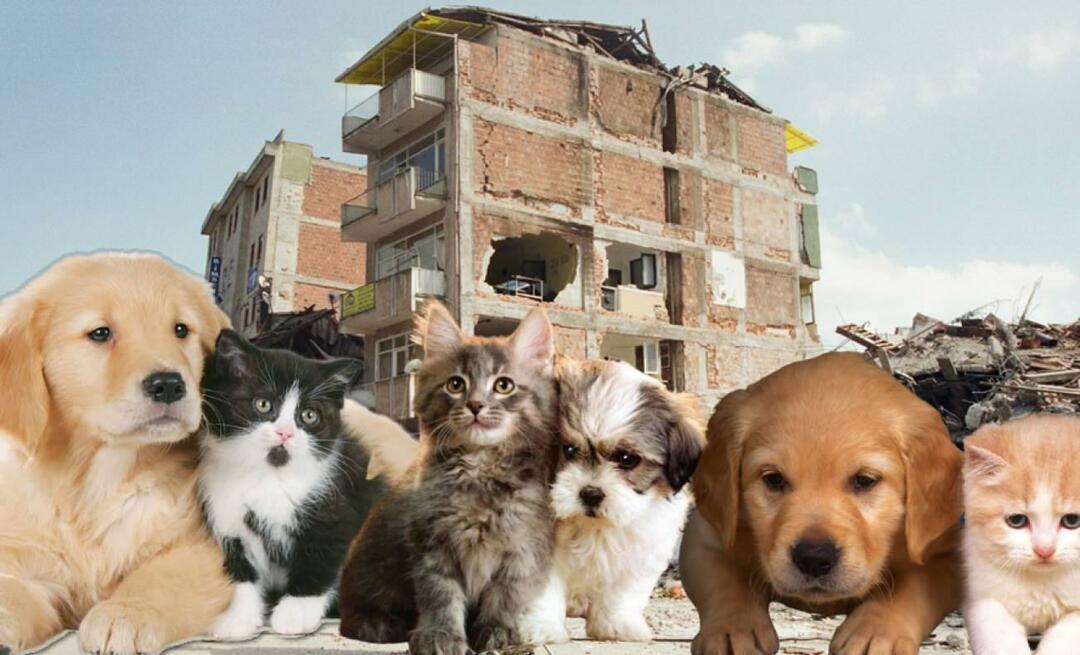 O que aqueles que têm animais de estimação devem fazer antes e depois do terremoto? Aqueles que têm um animal de estimação no momento do terremoto