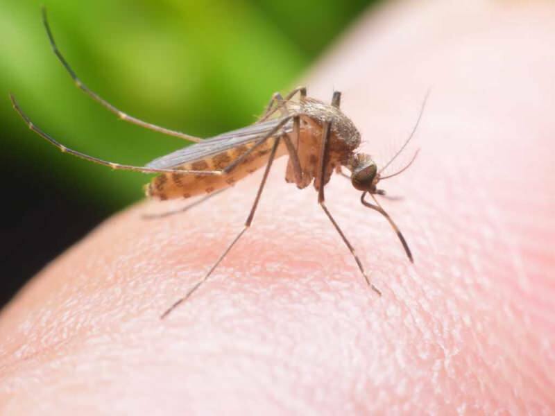 Como fazer um repelente natural de mosquitos em casa? Receitas de repelente natural contra moscas
