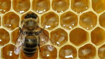 Onde o veneno de abelha é usado? Quais são os benefícios do veneno de abelha? Para quais doenças o veneno das abelhas é bom?