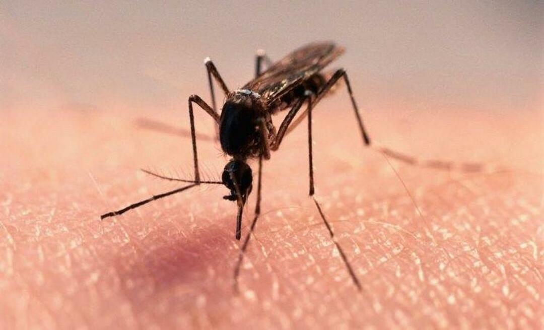 Fórmula natural para acabar com os mosquitos