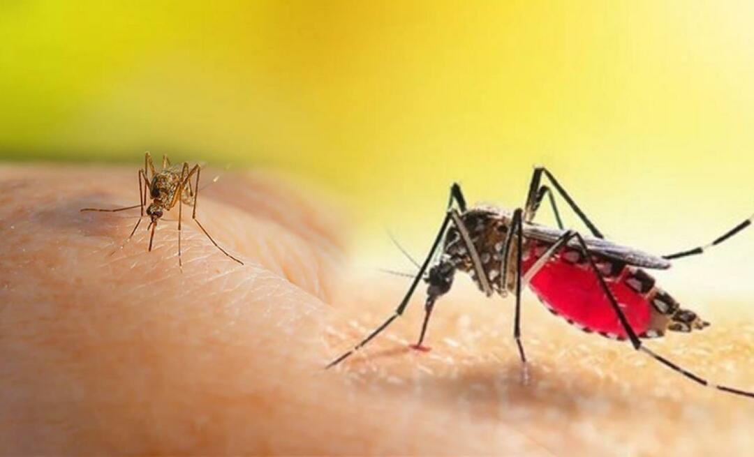 Quais são os sintomas de uma picada de mosquito Aedes? Formas de evitar uma picada de mosquito Aedes?