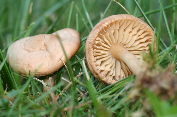 Quais são os benefícios do cogumelo? Para quais doenças os cogumelos são bons?