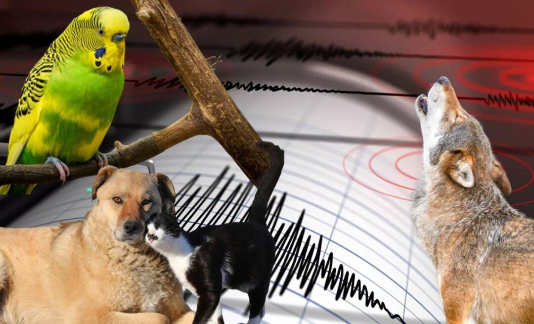 Os animais sentem terremotos com antecedência? Terremoto e comportamento animal anormal...