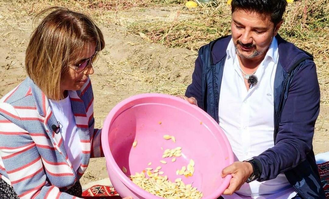 Sementes de abóbora para lanches foram colhidas em Nevşehir!