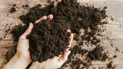 Como deve ser o solo para vasos? O que é musgo de turfa (solo de turfa)?