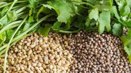 Quais são os benefícios da semente de coentro? Como usar coentro? O que o óleo de coentro faz?