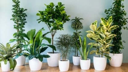 8 plantas fáceis de manter