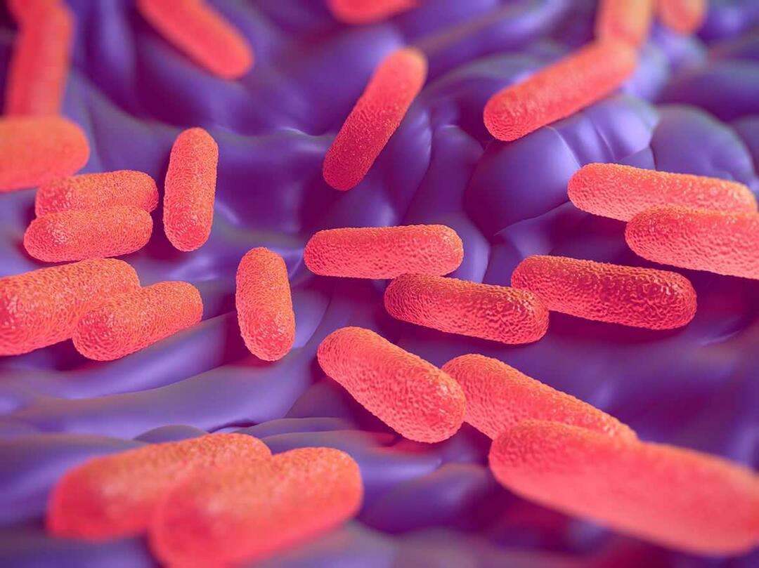 O que é a bactéria Salmonella? Quais são os sintomas da Salmonela?