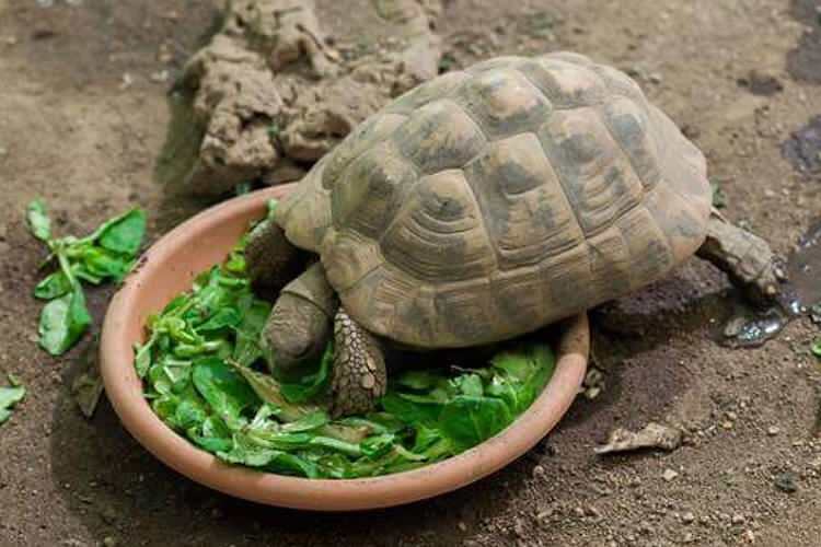 O que a tartaruga come e como se alimenta? Quais são os alimentos que a tartaruga ama?