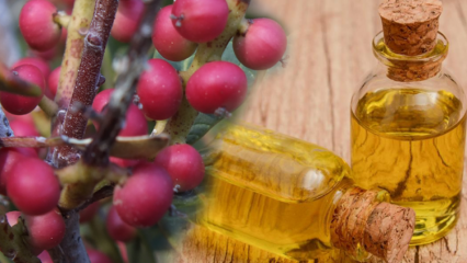Quais são os benefícios da fruta Çitlembik (Menengiç)? O que o citlemob oil faz?