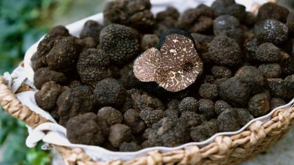 Quais são os benefícios das trufas? Para quais doenças o cogumelo de trufas é bom?