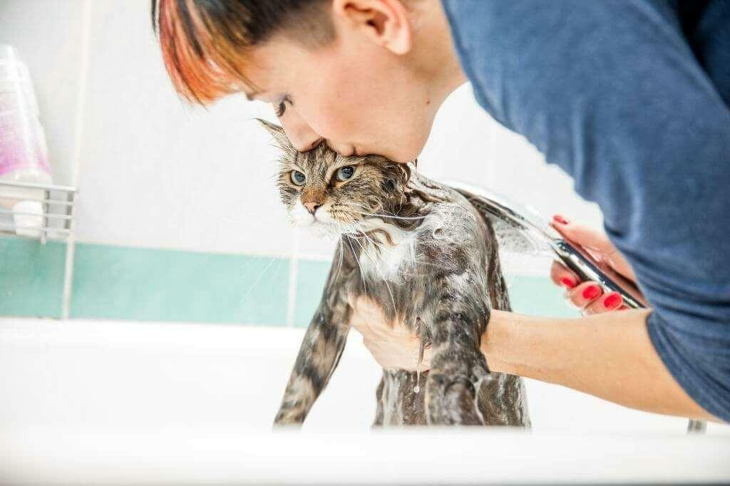 Métodos de lavar gatos