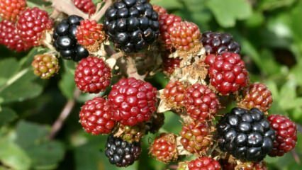 Quais são os benefícios do blackberry? Para quais doenças a amora é boa?
