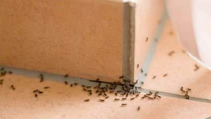 Método eficaz de remoção de formigas em casa! Como as formigas podem ser destruídas sem matar? 