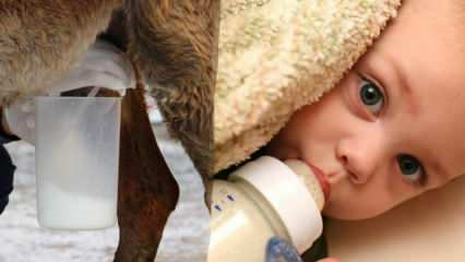 Qual leite é o mais próximo do leite materno? O que é dado ao bebê com deficiência de leite materno?