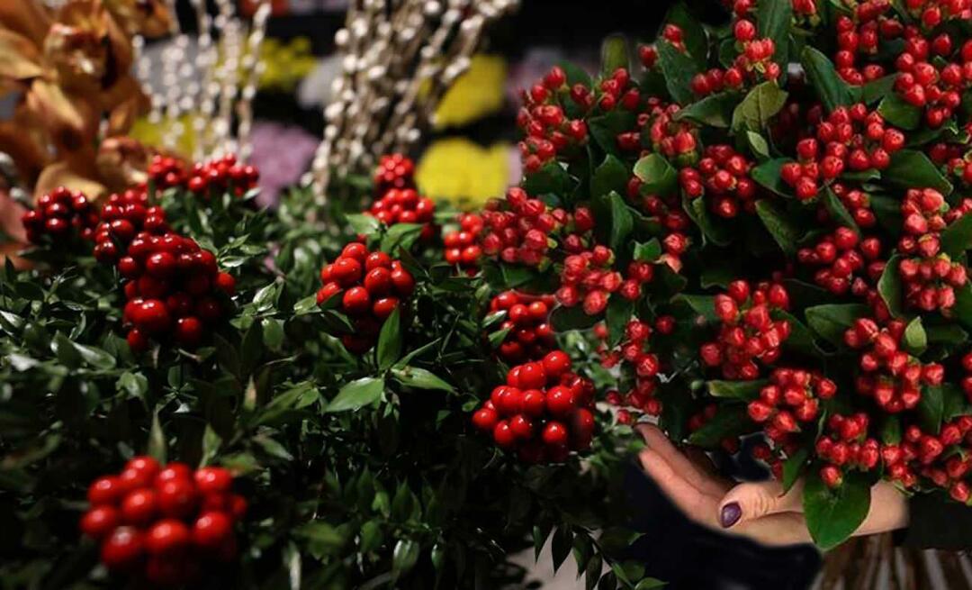 O que é coca? Onde comprar flor de cochina? Onde comprar a mais bela flor de cochina?