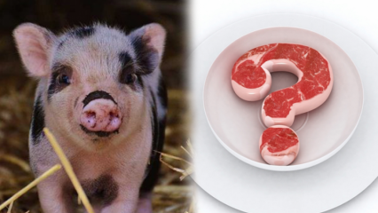 A carne de porco é proibida, por que a carne de porco é proibida? Atenção às marcas de porco!