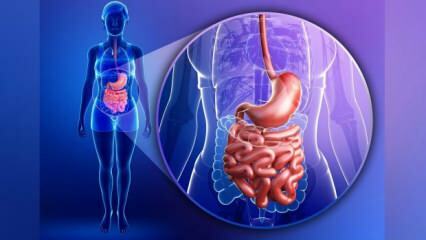 O que é síndrome do intestino permeável? Quais são os sintomas da síndrome do intestino solto?