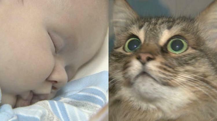 O gato de rua salvou a vida do bebê!