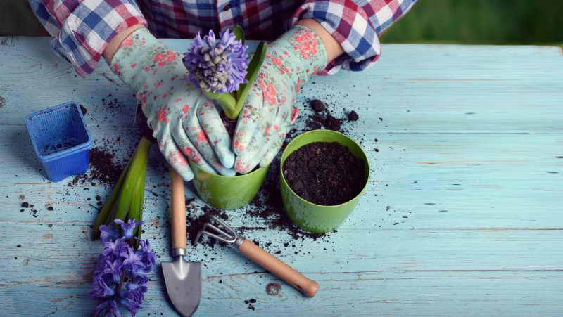 que flores são plantadas na primavera