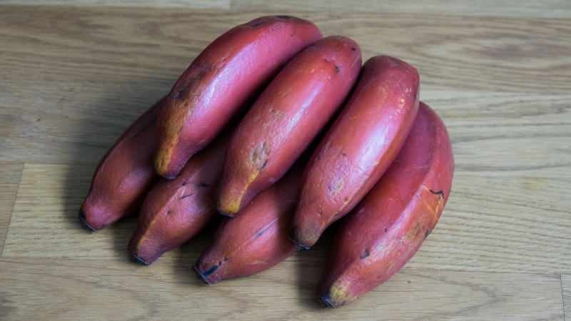 bananas vermelhas ficam roxas conforme amadurecem