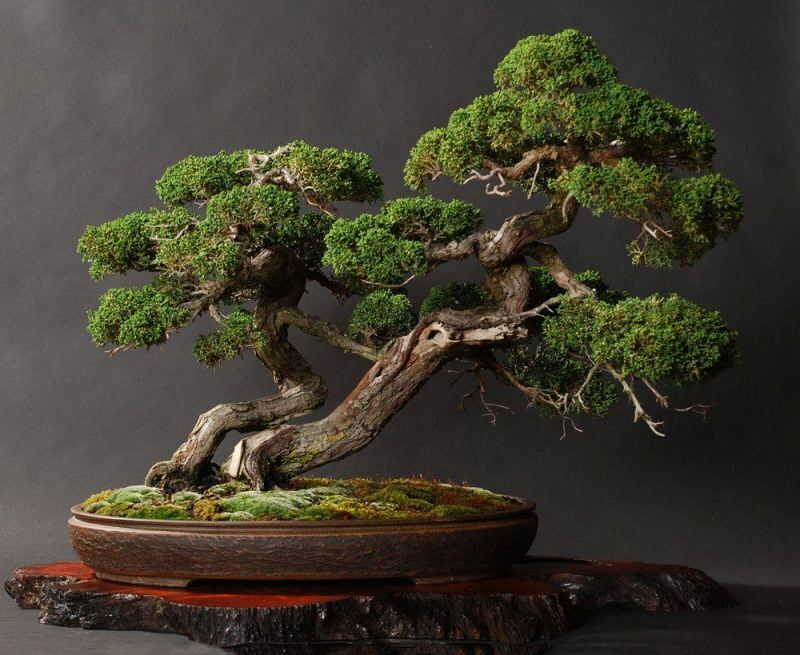 Como crescer uma árvore de bonsai? Como cuidar da árvore de bonsai Características da árvore de bonsai
