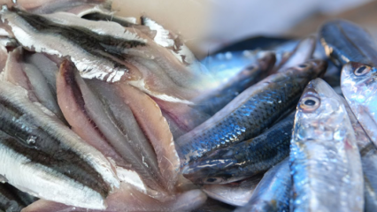 Como extrair a anchova mais facilmente? Dicas para limpar anchovas