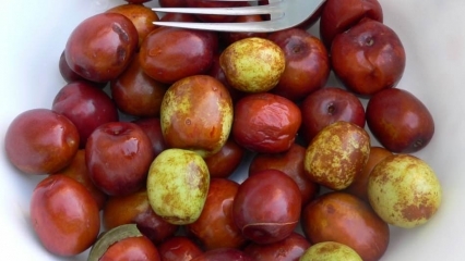 Quais são os benefícios da fruta jujuba? Para quais doenças é jujuba?