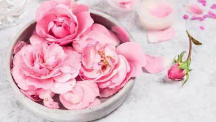 Como fazer água de rosas em casa? O método fácil de fazer água de rosas ...