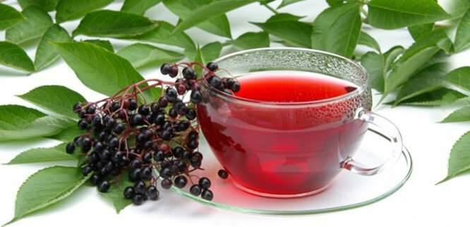 chá de sabugueiro fornece benefícios incríveis para o sistema imunológico