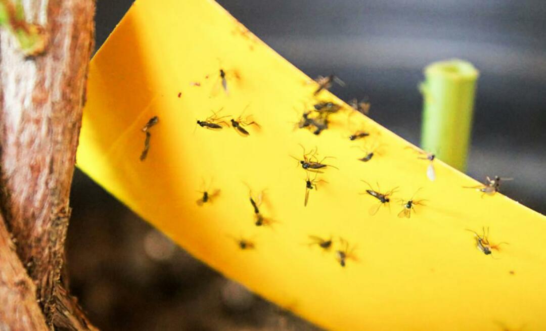 A solução definitiva para os insetos em casa! Como evitar que pequenas moscas voem em casa?