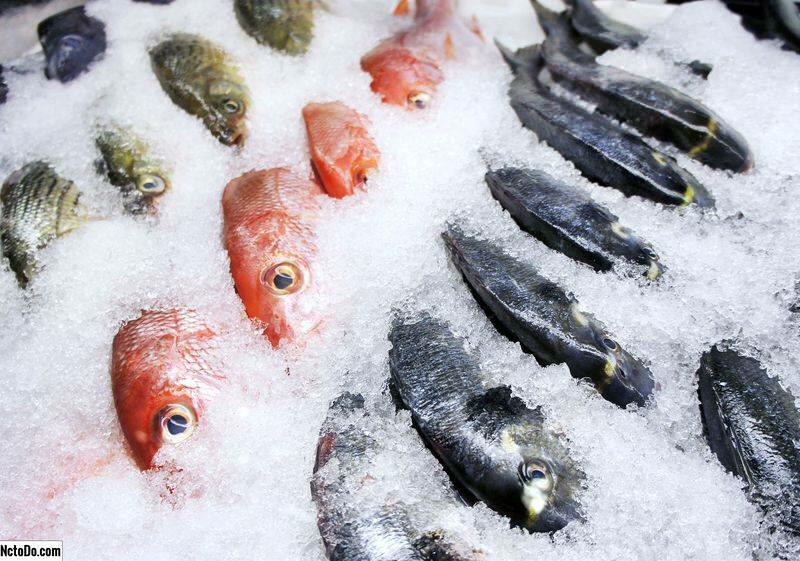 Como armazenar peixes no freezer
