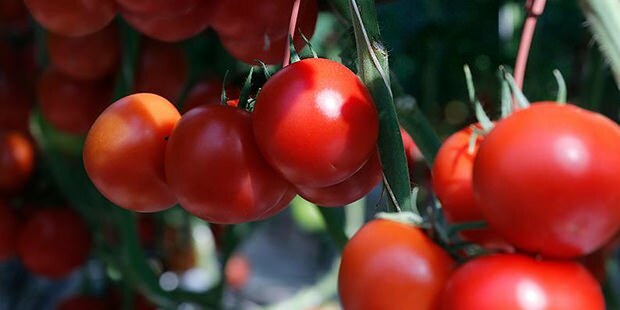 O tomate beneficia a pele?