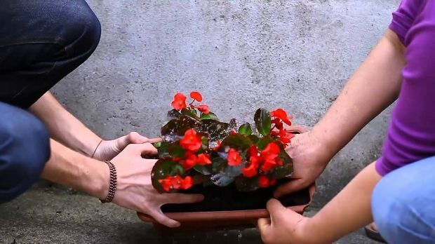 Como plantar uma flor em um vaso? Como podar uma flor?