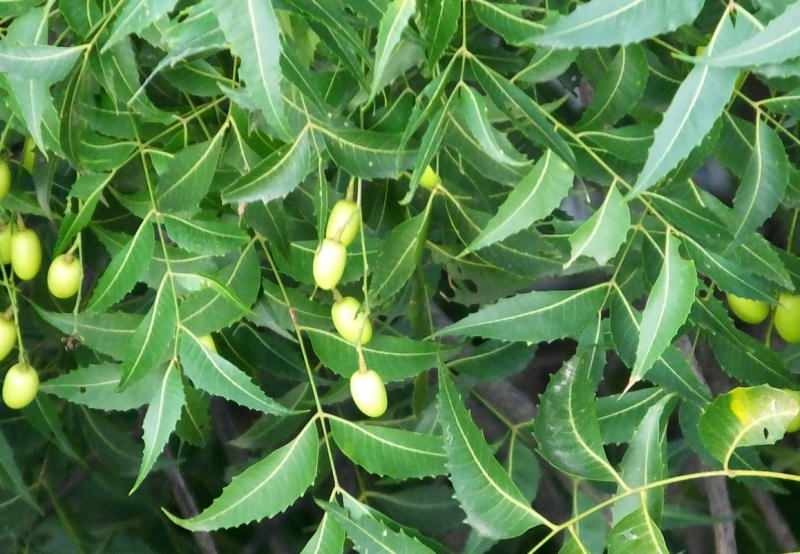 árvore neem remove toxinas do corpo