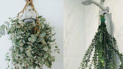 Como pendurar eucalipto no chuveiro? Maneiras de usar o eucalipto na decoração de banheiros!