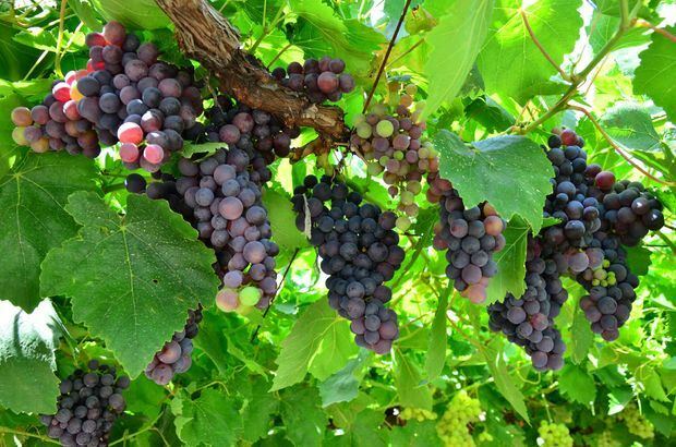 Os benefícios das uvas