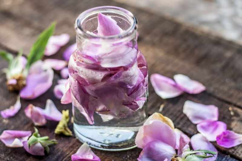 Como fazer água de rosas em casa? O método fácil de fazer água de rosas ...