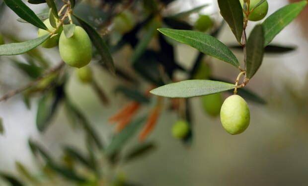 Folhas de oliveira