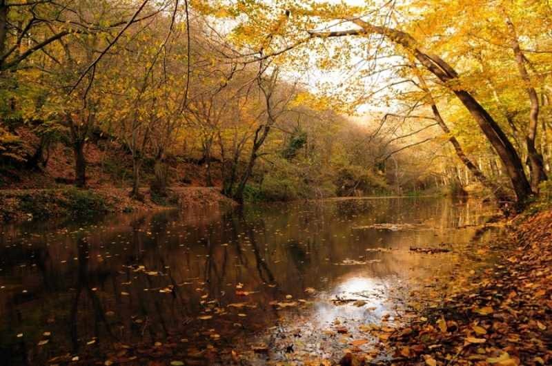 Caminhada de outono na floresta de Belgrado