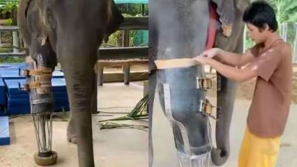 A jovem mídia social sacudiu sua perna protética para os elefantes! 