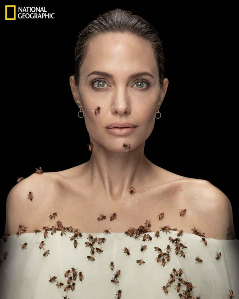 Angelina Jolie em lente com abelhas para abelhas!