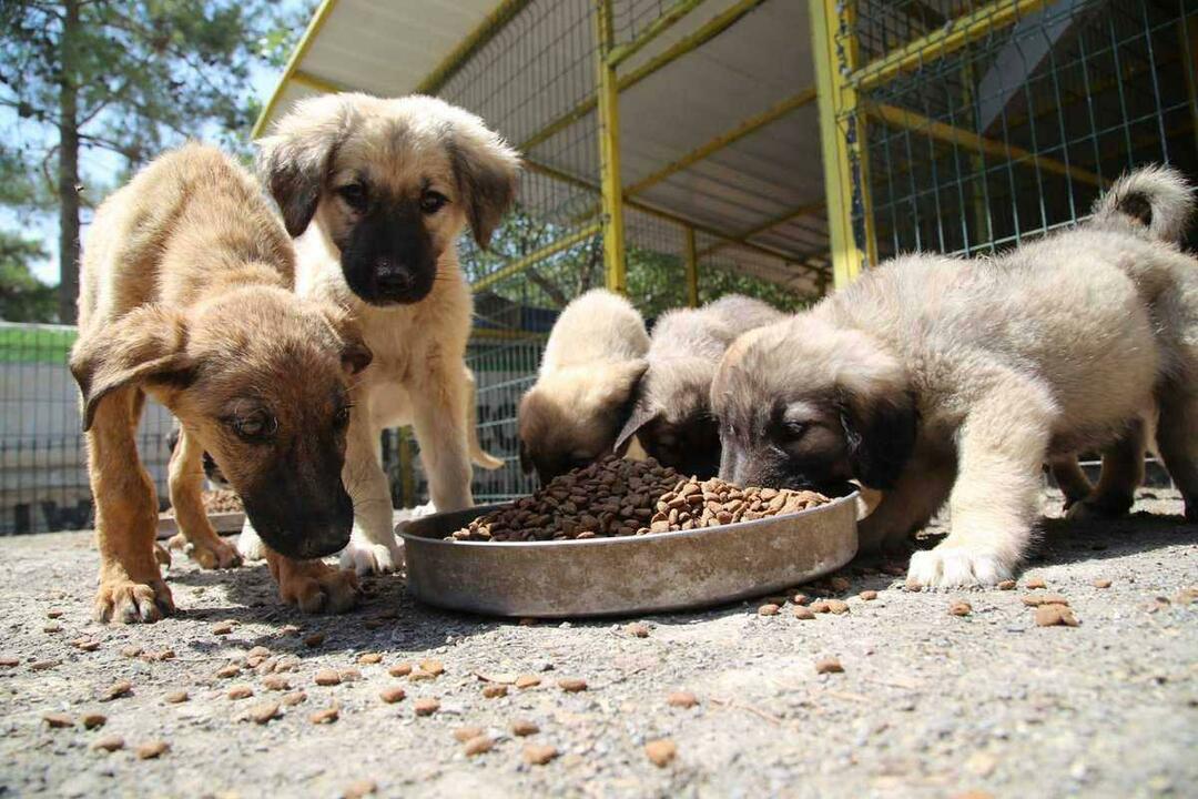 A alimentação de animais vadios substitui a caridade?