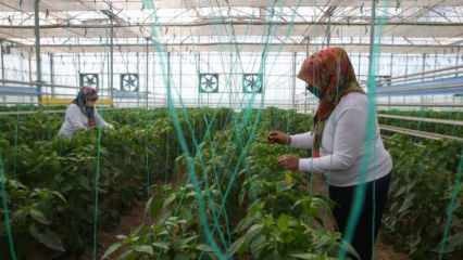 Produção nacional e nacional de sementes da TIGEM com poder feminino
