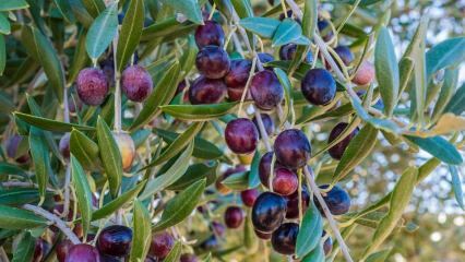 Quais são os benefícios da azeitona? Como é consumida a folha de oliveira? Se você engolir sementes de oliva ...