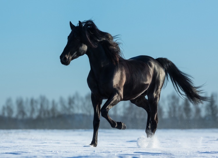 Como dizer um cavalo em um sonho? Qual é o significado de ver um cavalo em sonho?