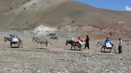 Desafiante jornada de 'leite' de mulheres nômades em burros!